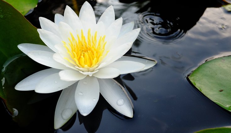 Los nenúfares también padecen de enfermedades