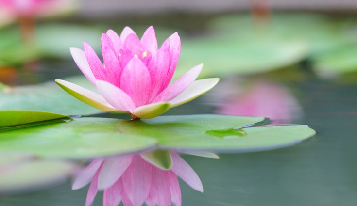 Los nenúfares como elemento decorativo deben colocarse en exterior