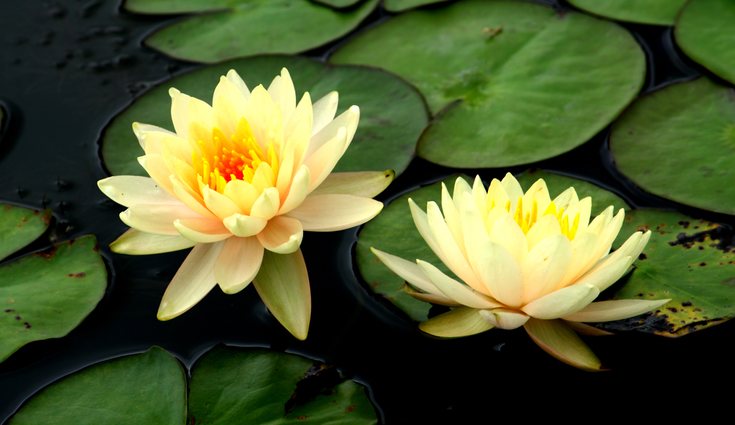 Los nenúfares han sido símbolo de civilizaciones