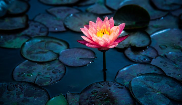 Los nenúfares son buenos para la mujer combatiendo la gonorréa y el cáncer de útero