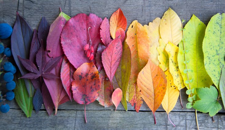 A pesar del color de las hojas en el otoño