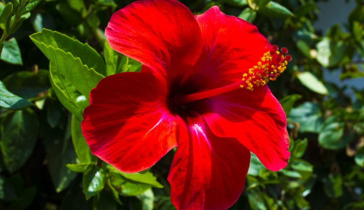 El hibisco se adapta tanto a interior como exterior