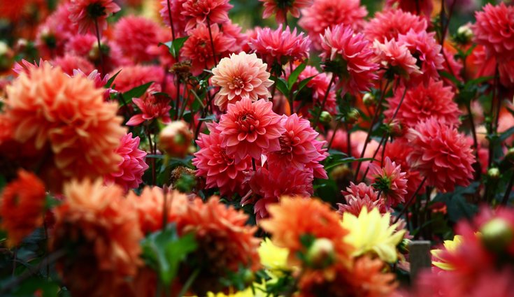 Son plantas con abundantes hojas y raíces fuertes