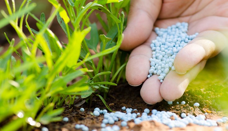 También se recomienda añadir a la zona cultivada fertilizantes orgánicos