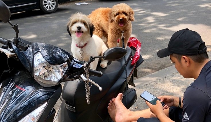 Existen muchas dudas sobre si un perro puede ser transportado en una moto
