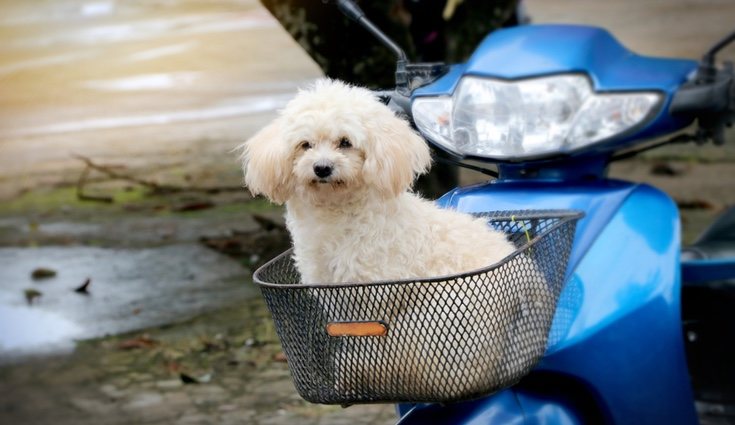 Siempre hay que pensar la forma más segura de que nuestra mascota viaje con nosotros