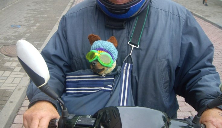 Una mochila homologada puede ser una buena opción para transportar a perros pequeños