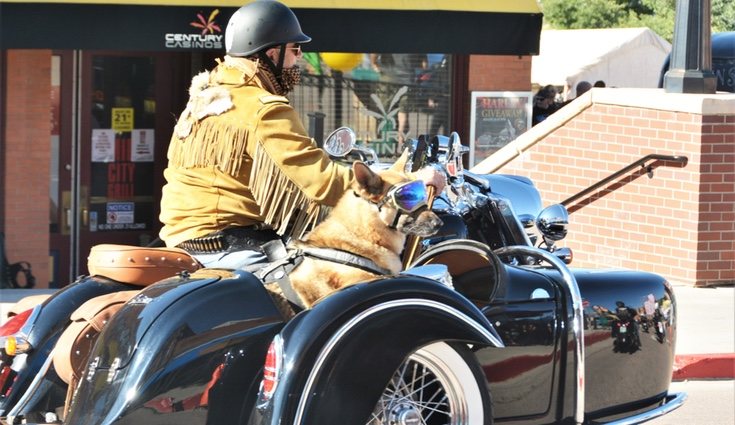 Un perro grande irá muy cómodo en un sidecar, siempre que no se ponga nervioso