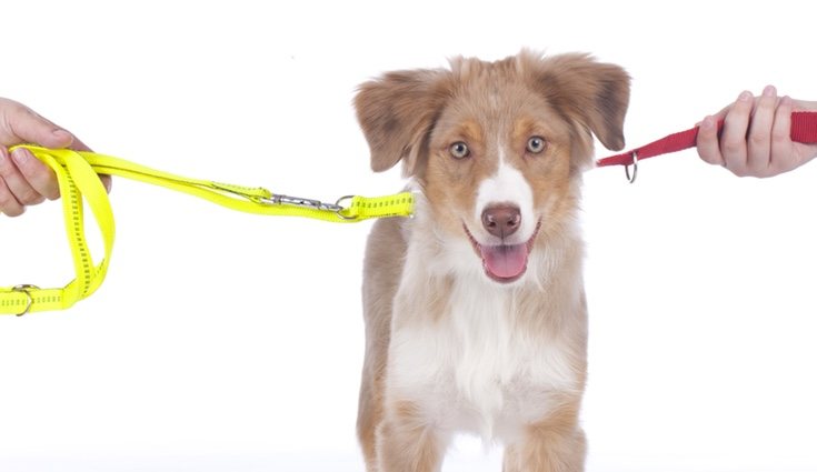 En un divorcio, la mascota es una de las grandes problemáticas