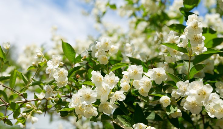 They survive in shady areas.