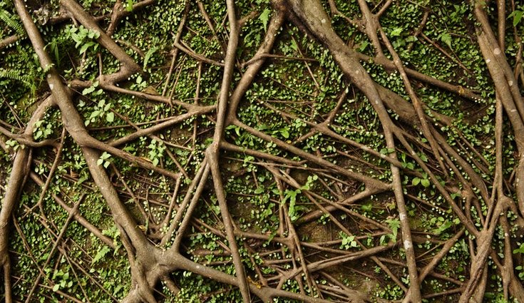 Las raíces pueden acabar desapareciendo por sí solas con el paso del tiempo