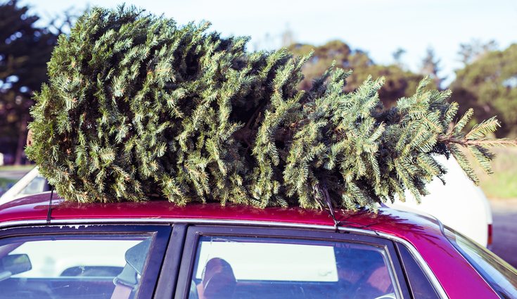Un abeto natural aportará un toque de naturaleza a tu decoración
