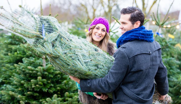 Puedes comprarlo por Internet o acudir a un vivero