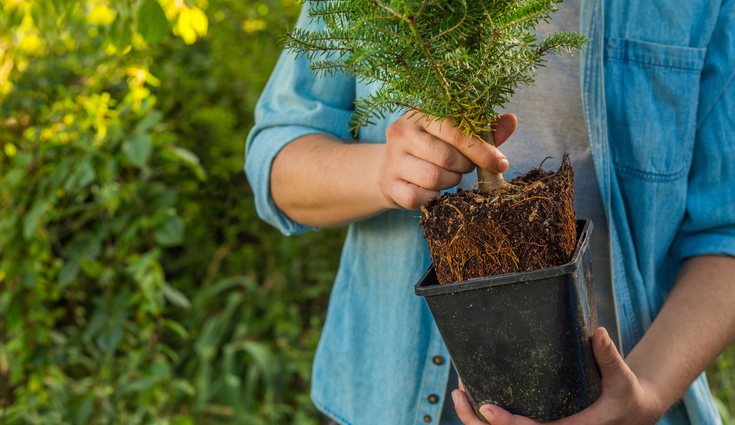 Si tienes un jardín espacioso podrás plantar ahí tu abeto natural