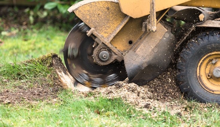 Con una trituradora acabar con el tocón puede tardar solo unos pocos minutos