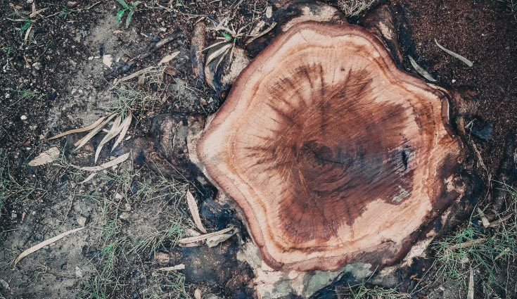 Utilizar productos químicos es la opción mas lenta y se debe hacer en los meses de otoño o invierno