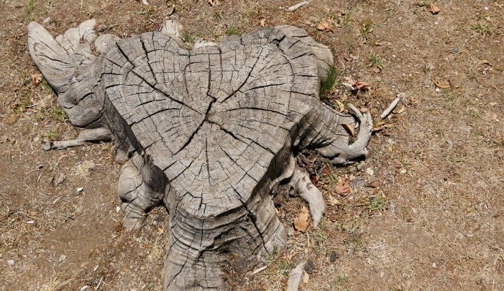 Para hacer palanca es necesario que el tocón tenga una medida determinada