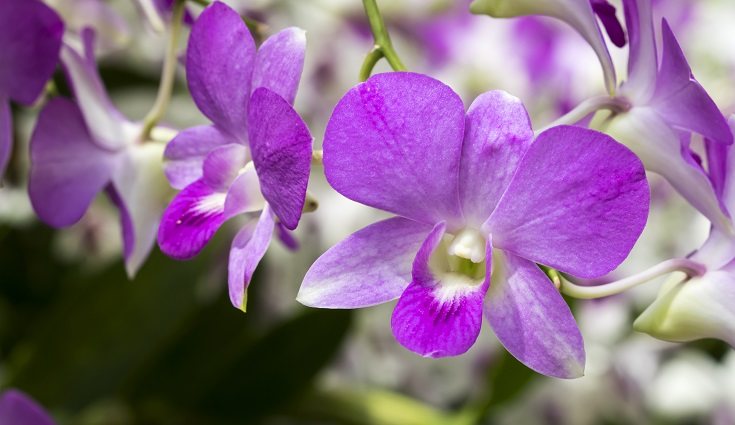 Las plantas siempre vienen bien a la hora de decorar una estancia de la casa