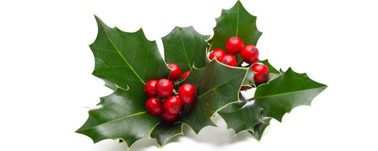 El acebo tiene una gran tradición en Europa