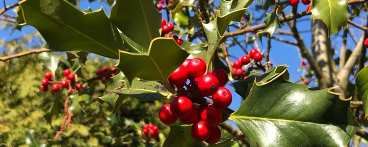 El acebo puede vivir más de 100 años y adquirir una altura de 10 metros