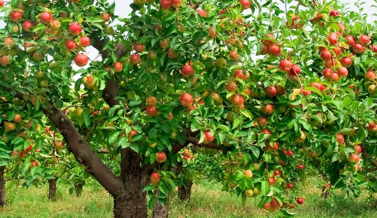 Consiste en generar una gran cantidad de frutos durante el año