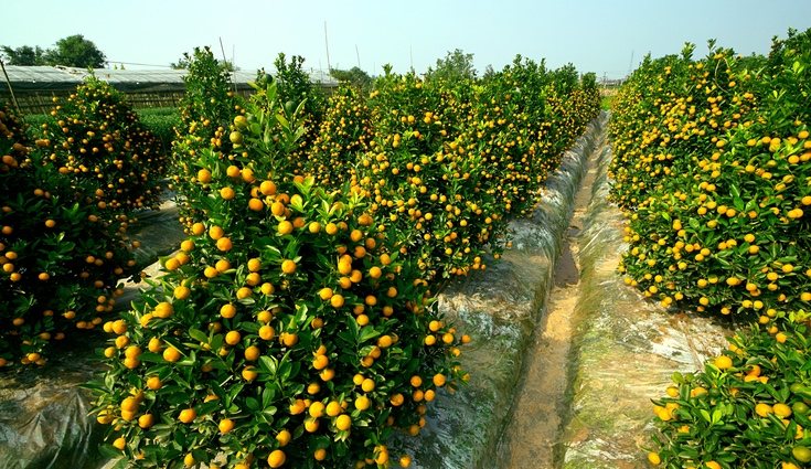 Los cultivos que más sufren esta técnica son los frutales