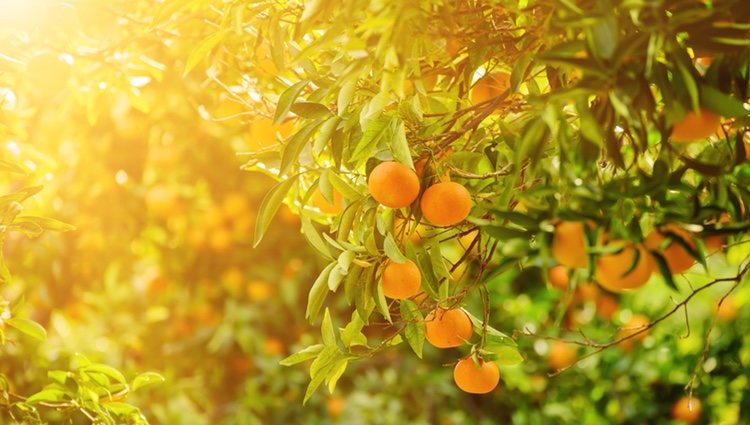 Se hace para estimular el crecimiento de los frutos