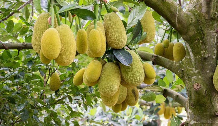 Cuando se consigue una producción muy grande es recomendable practicar la poda