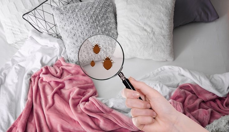 Las chinches suelen instalarse en la cama y picarnos mientras dormimos
