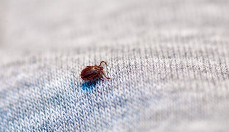 Debemos limpiar en profundidad toda la casa y en especial la ropa