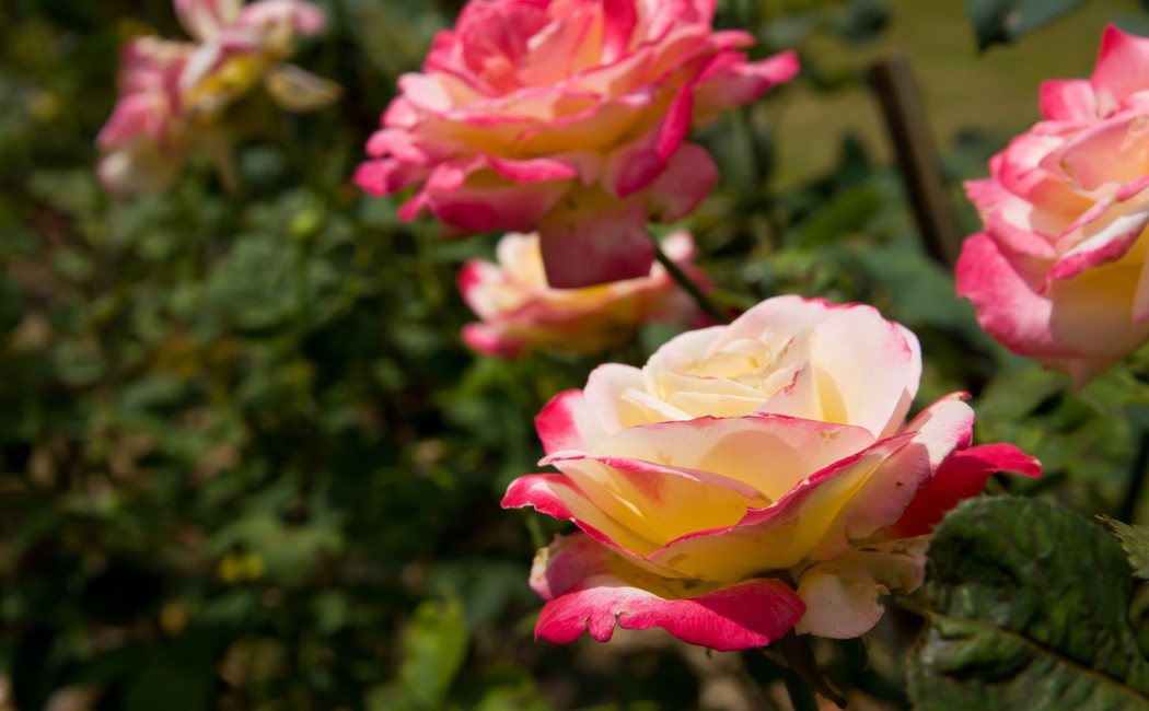 Tipos de rosas
