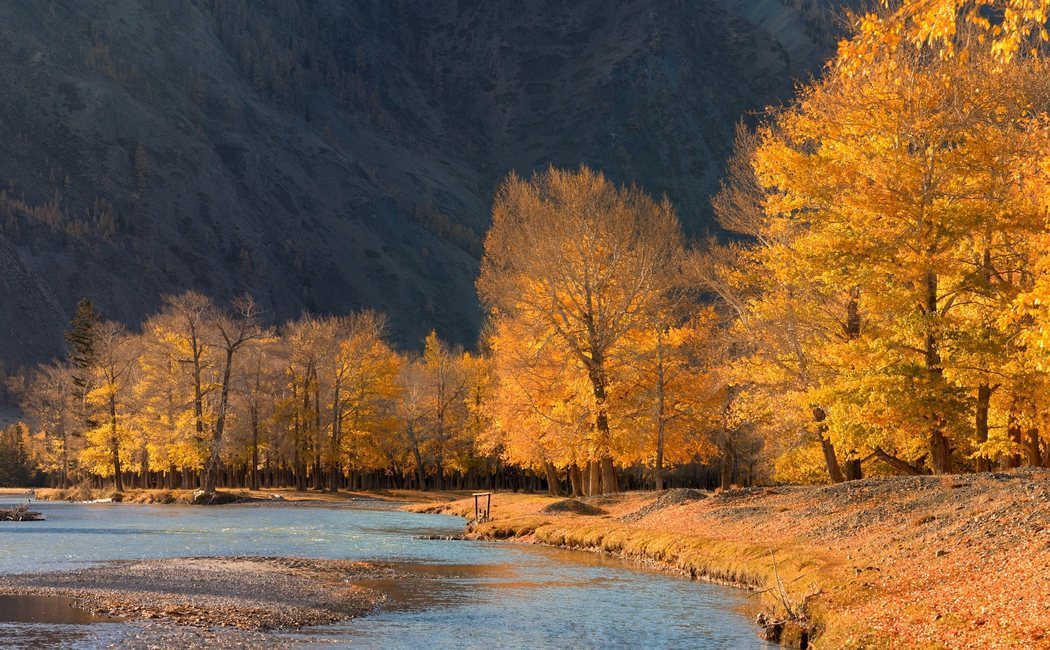 Árboles de otoño