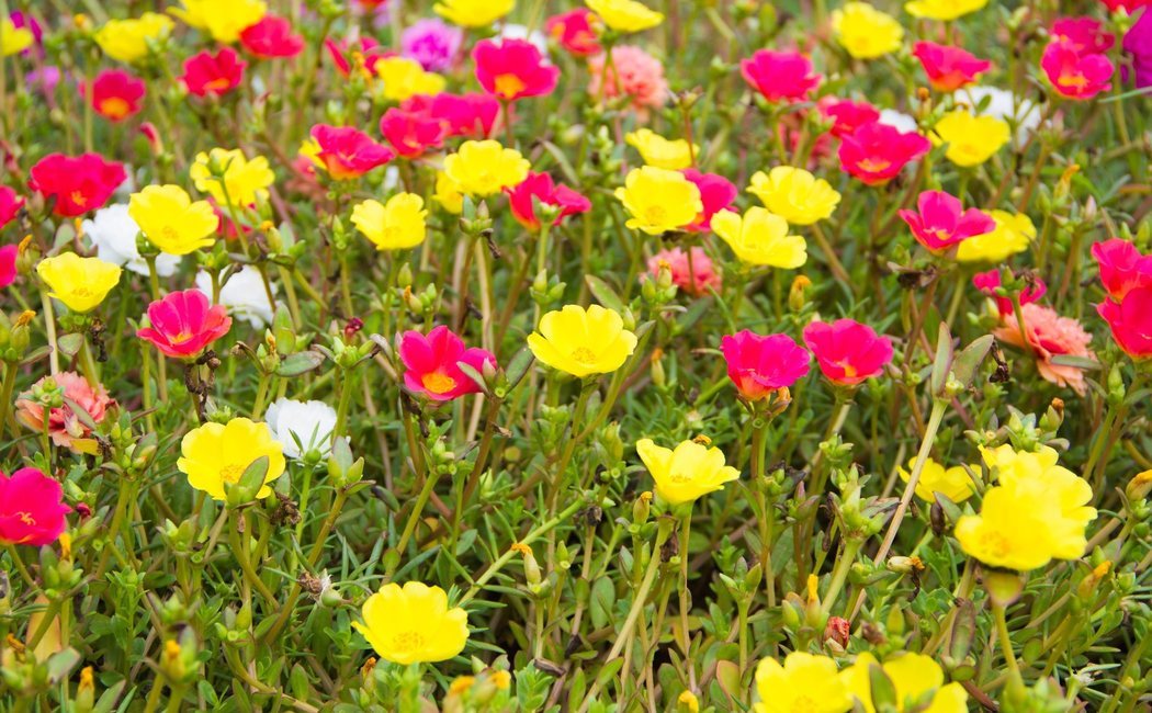 Portulaca: Cuidados y características