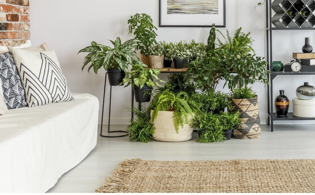 Jungla urbana, lo exótico en casa