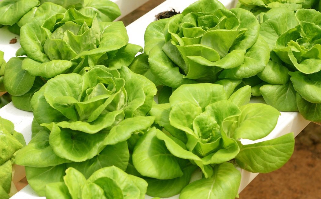 Cuándo plantar lechuga