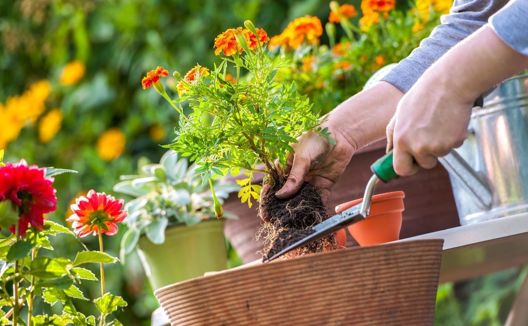 Cómo acondicionar el jardín en primavera