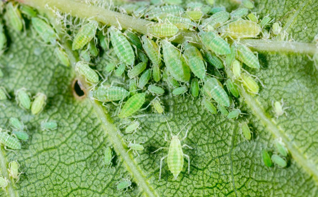 Cómo detectar el pulgón en las plantas