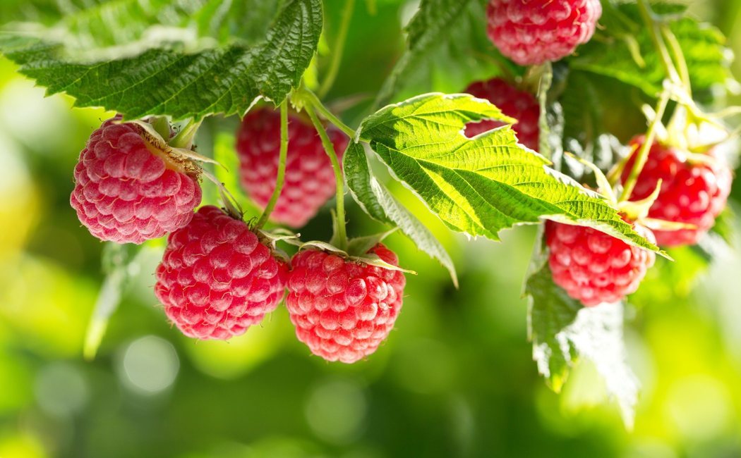 Cómo cultivar frambuesas