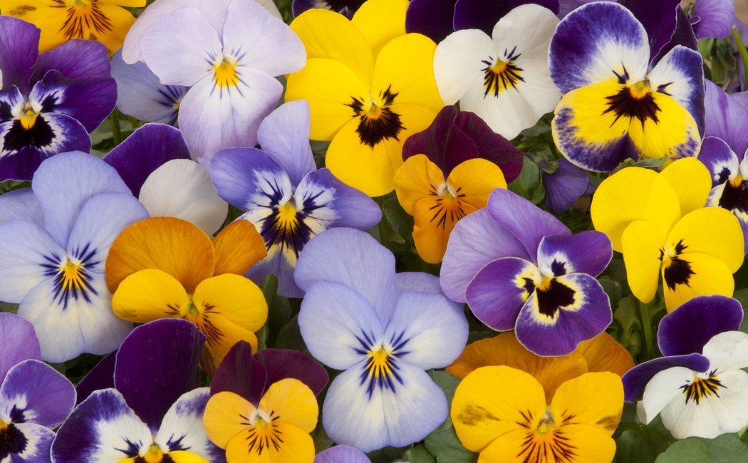 Pensamiento: todo sobre esta flor