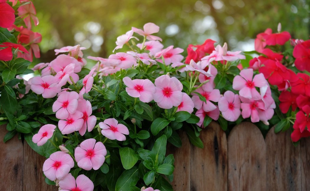 Vinca: características y cuidados