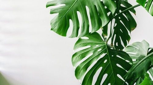 5 consejos para cuidar tus plantas de interior
