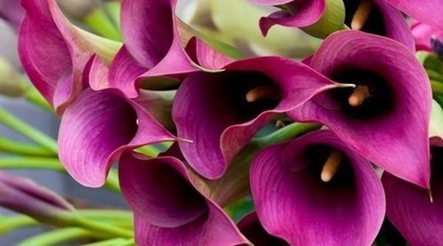 Las flores más comunes en España