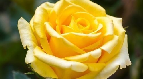 Rosa: tipos, características y cuidados