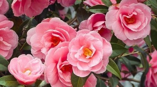 Camelias: tipos, características y cuidados