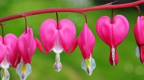 Corazón sangrante: tipos, características y cuidados
