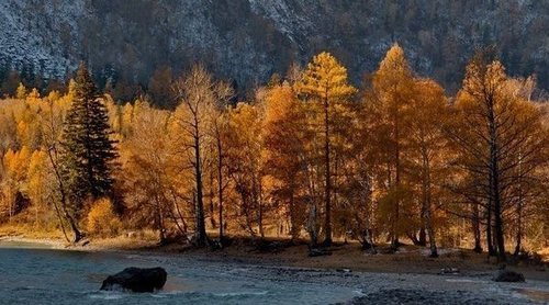 Árboles de otoño