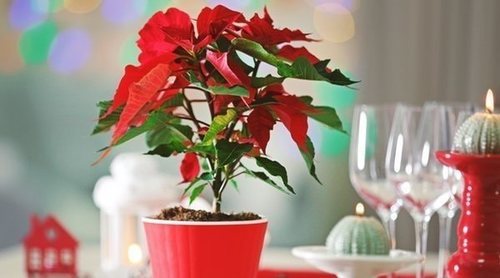 Flor de Pascua