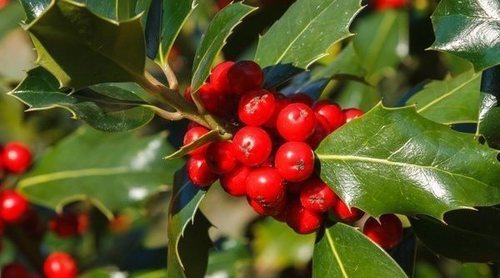 Acebo, el símbolo de la Navidad