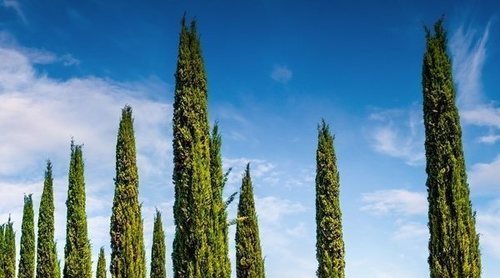 El ciprés más allá de los cementerios