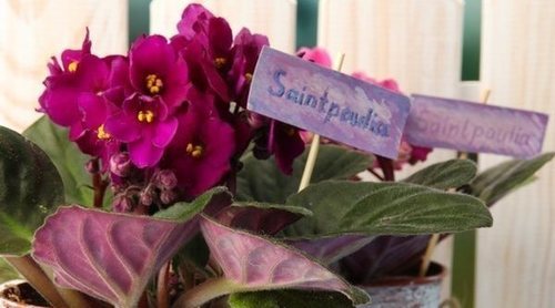 Todo lo que necesitas saber de la Violeta africana